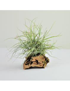 Tillandsia Schiedeana Clump Ecoterrazas
