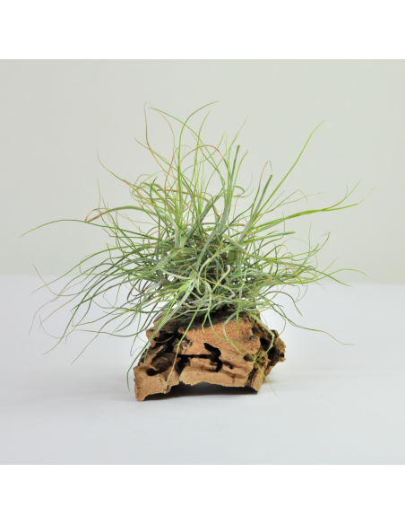 Tillandsia Schiedeana Clump Ecoterrazas
