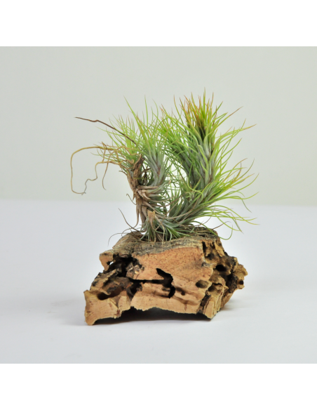 Tillandsia Funckiana Pulk Ecoterrazas