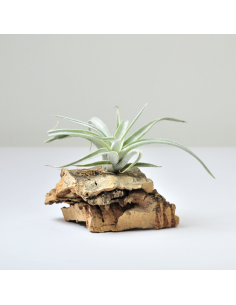 Tillandsia Fresnelloides Ecoterrazas