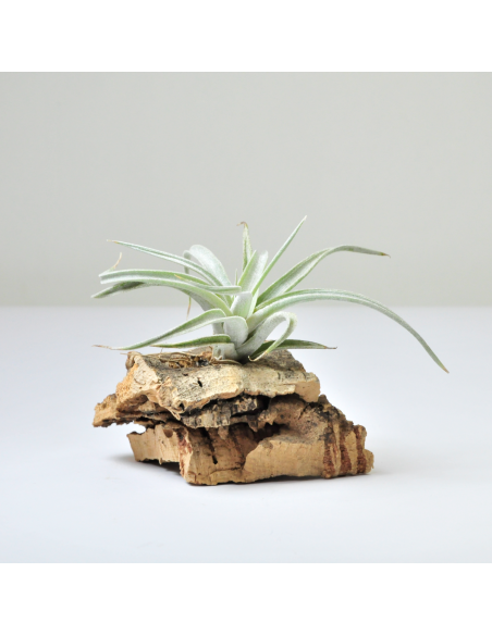 Tillandsia Fresnelloides Ecoterrazas
