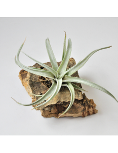 Tillandsia Fresnelloides Ecoterrazas 2