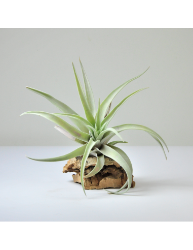 Tillandsia Harrisii 4
