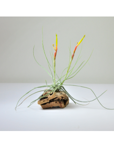 Tillandsia Schiedeana Mayor Ecoterrazas