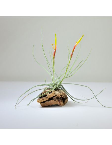 Tillandsia Schiedeana Mayor Ecoterrazas