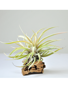 Capitata peach Tillandsia Ecoterrazas 2