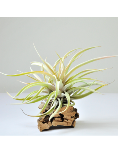 Tillandsia Capitata Peach Ecoterrazas