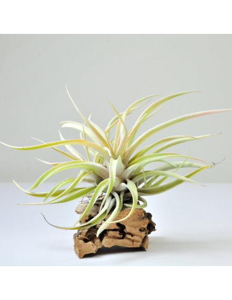 Capitata peach Tillandsia Ecoterrazas