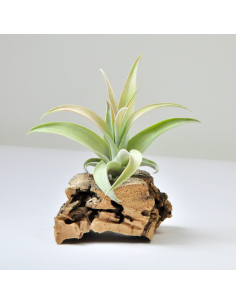 Capitata peach Tillandsia Ecoterrazas