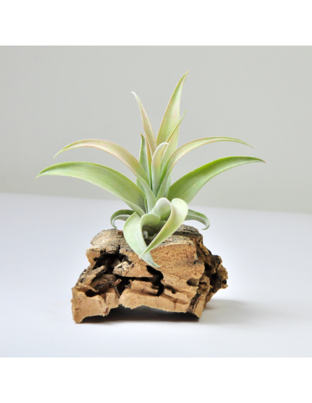 Capitata peach Tillandsia Ecoterrazas