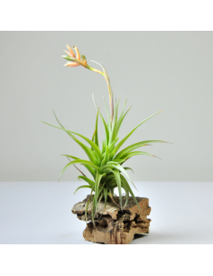 Tillandsia Meridionalis Ecoterrazas