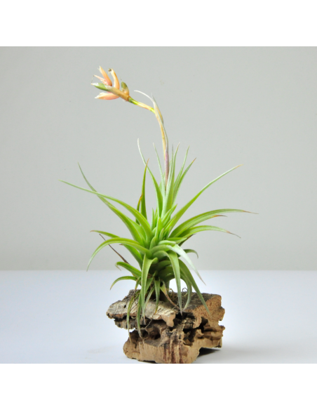 Meridionalis Tillandsia Ecoterrazas