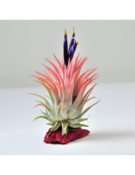 Tillandsia Ionantha Rubra Ecoterrazas