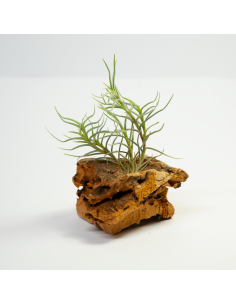 Dependens Tillandsia Ecoterrazas