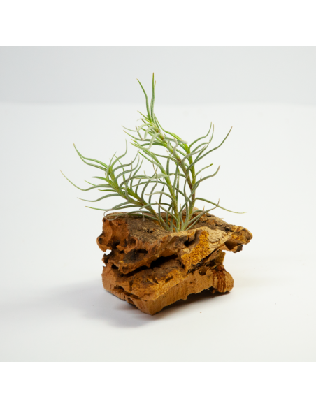 Dependens Tillandsia Ecoterrazas