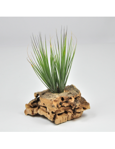 Montana Tillandsia Ecoterrazas