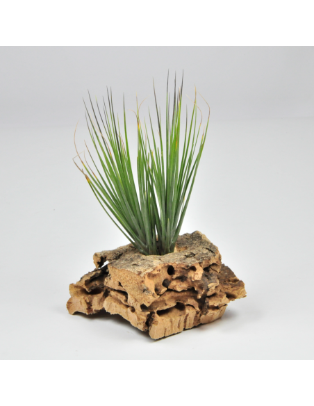 Montana Tillandsia Ecoterrazas