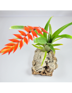 Dyeriana Tillandsia Ecoterrazas