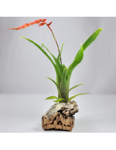 Dyeriana Tillandsia Ecoterrazas 2