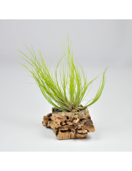 Chaetophylla Tillandsia Ecoterrazas