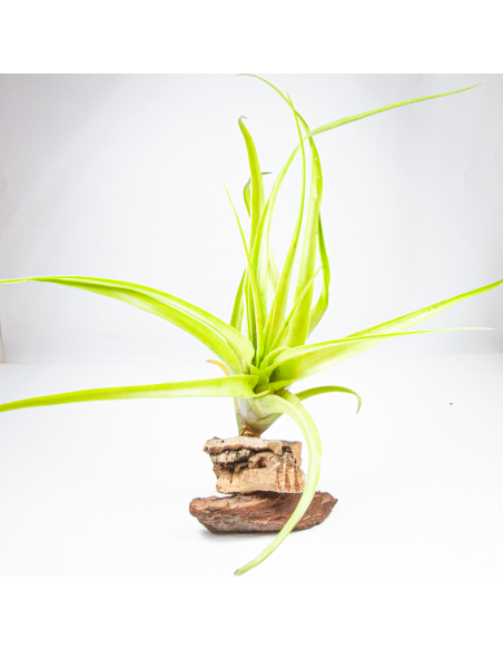 Elongata Tillandsia Ecoterrazas
