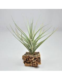 Tillandsia Exserta Ecoterrazas