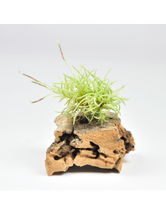 Tillandsia Capillaris Holgerii Tipo 2 Pulk Ecoterrazas