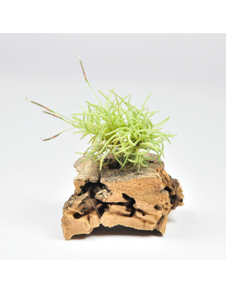 Capillaris holgerii pulk Tillandsia Ecoterrazas
