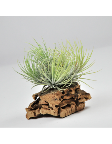 Tillandsia Ionantha Ionantha Pulk Ecoterrazas