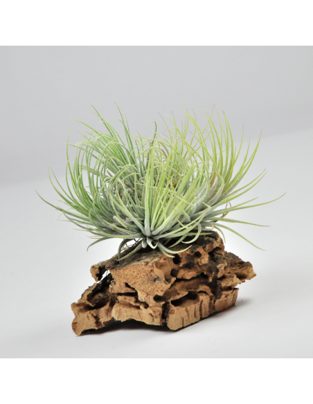 Ionantha ionantha pulk Tillandsia Ecoterrazas