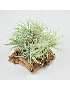 Ionantha ionantha pulk Tillandsia Ecoterrazas 2