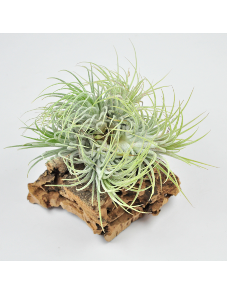 Ionantha ionantha pulk Tillandsia Ecoterrazas
