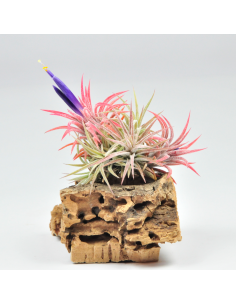 Tillandsia Ionantha México Pulk Ecoterrazas