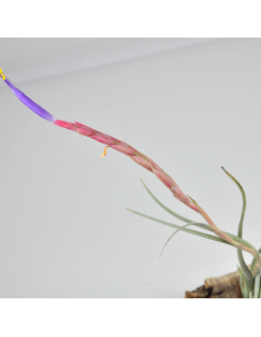 Tillandsia Califano (Ionantha x Baileyi) Ecoterrazas 2