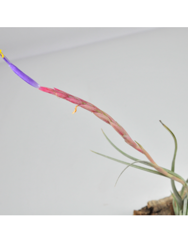 Tillandsia Califano (Ionantha x Baileyi) Ecoterrazas