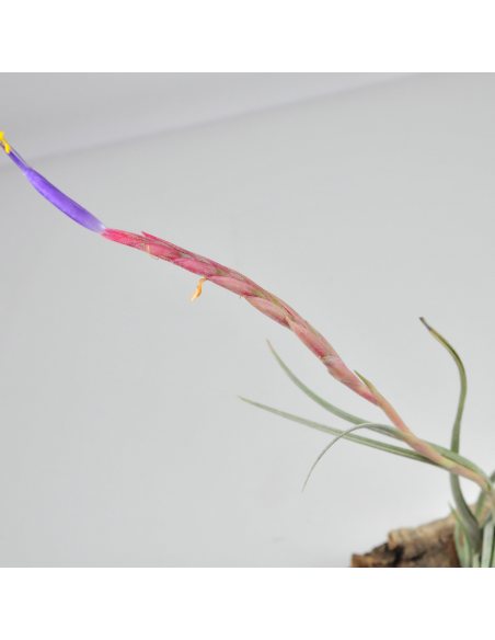 Tillandsia Califano (Ionantha x Baileyi) Ecoterrazas