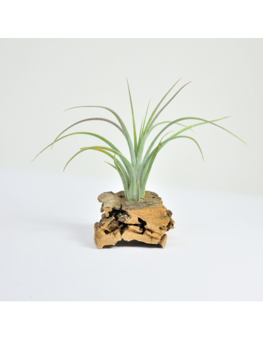 Tillandsia Califano (Ionantha x Baileyi) Ecoterrazas