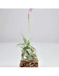 Tillandsia Paleacea Apurimacensis Ecoterrazas