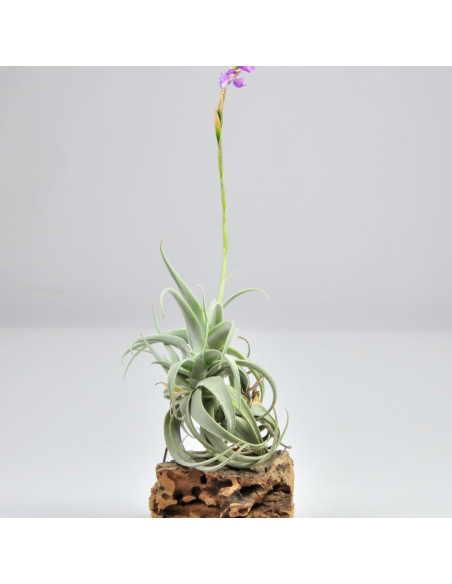 Tillandsia Paleacea Apurimacensis Ecoterrazas