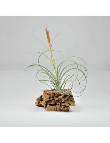 Rectifolia Tillandsia Ecoterrazas