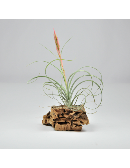 Tillandsia Rectifolia Ecoterrazas