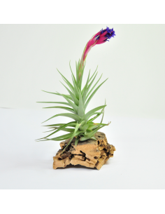Tillandsia Aeranthos Dark Flower Ecoterrazas