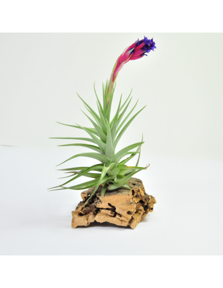 Tillandsia Aeranthos Dark Flower Ecoterrazas
