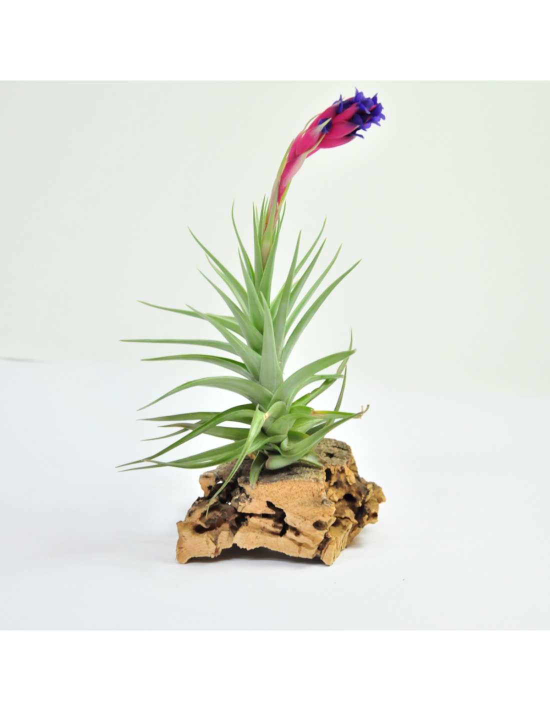 Tillandsia Werdermannii