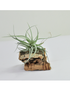 Tillandsia Aeranthos Wavy Slim Ecoterrazas