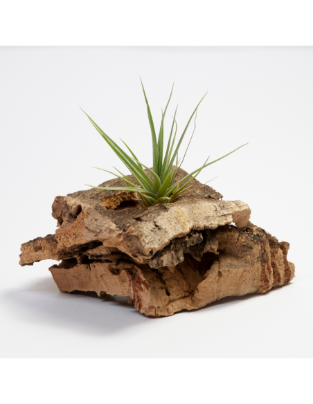 Tillandsia Aeranthos x Seideliana Ecoterrazas