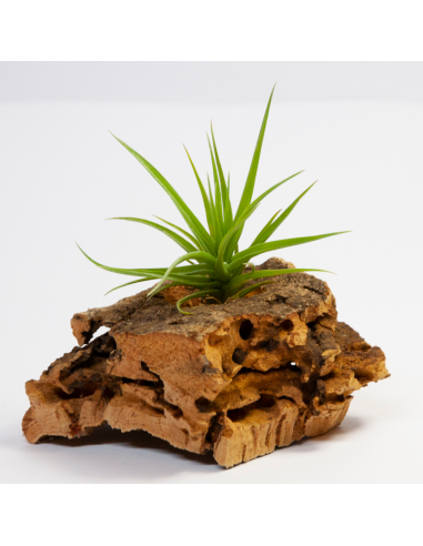 Tillandsia Aeranthos x Tenuifolia Amethyst Ecoterrazas