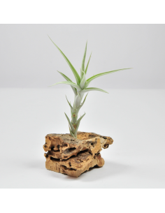 Albida Tillandsia Ecoterrazas