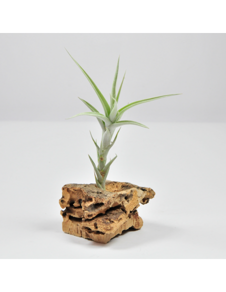 Tillandsia Albida Ecoterrazas