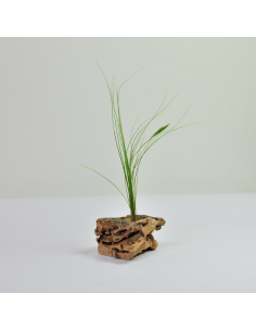 Alvareziae Tillandsia Ecoterrazas